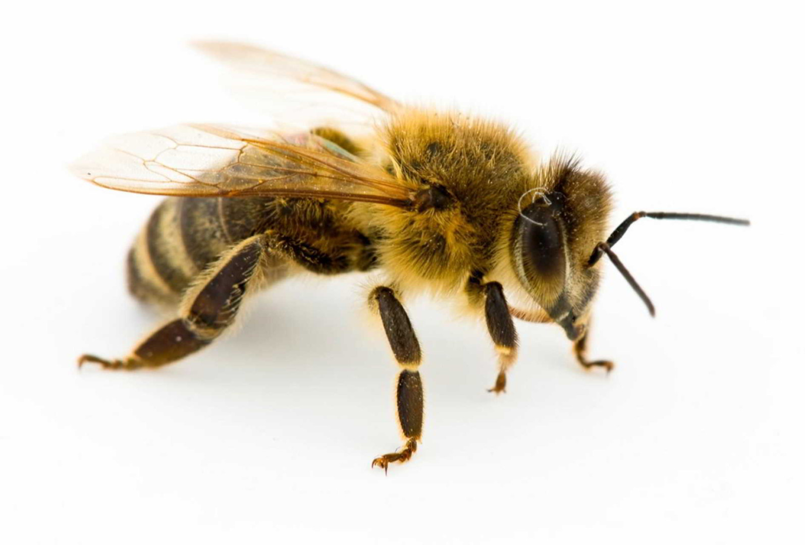 कानात गेली माशी ! (भाग – १)